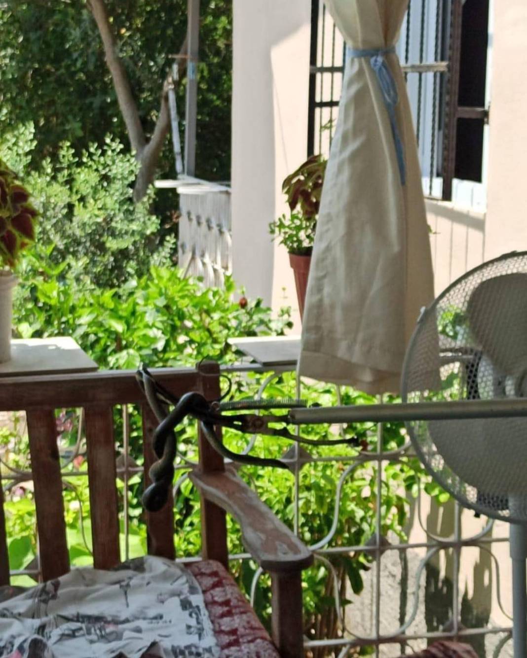 O kentte evlerden yılan fışkırıyor! İtfaiye ekipleri yoğun 'yılan' mesaisi yapıyor 1